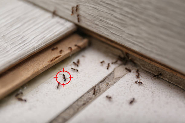 Bird Control in Acworth, GA
