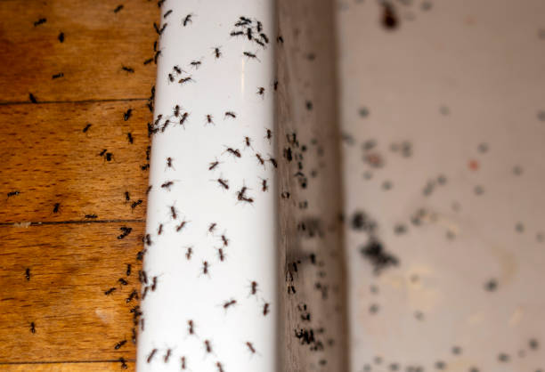 Best Ant Control Services  in Acworth, GA