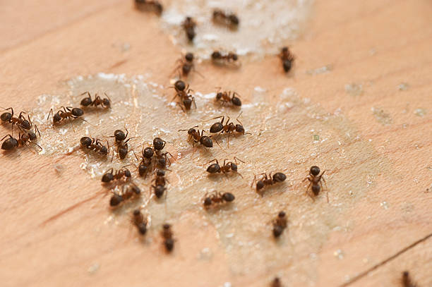 Best Exterminator Services  in Acworth, GA