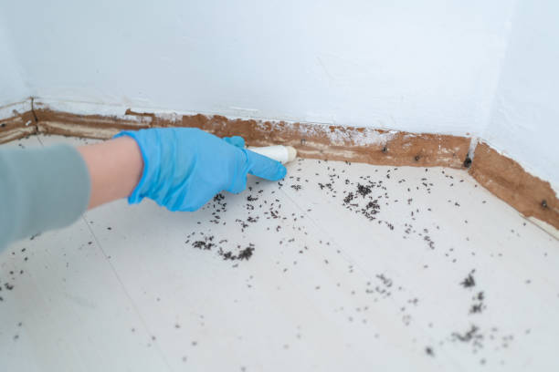 Best Mosquito Control Services  in Acworth, GA